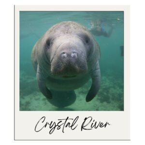 Crystal River bouwsteen